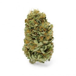 Fleur de CBD Amnesia Sativa US